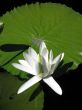 Water lily