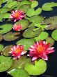 Water lilies