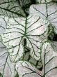 Caladium