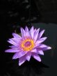 Water lily