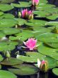 Water lilies