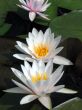 Water lilies