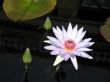 Water lily