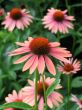 Coneflowers