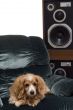 Dog Music