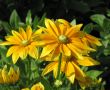 Black-eyed susan
