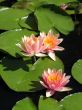 Water lilies