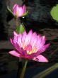 Water lilies