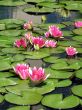 Water lilies