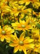 Black-eyed susan