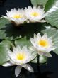 Water lilies