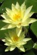 Water lilies
