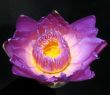 Water lily