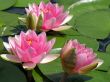 Water lilies