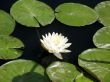 Water lily