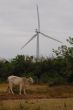 cow and turbine