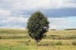 Landscape with a birch.