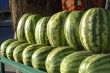 water-melons