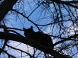 Siiting on the tree black cat silhouette