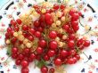 red and white currants