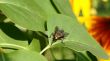 Sleepy fly.