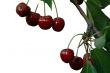red cherry on white background