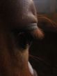 horse eye