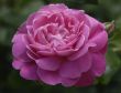 `Mary Rose` rose flower