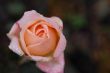 `Ruffles Dream` rosebud