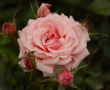 `Poesie` rose