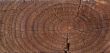 Wood texture