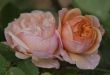 `Charles Austin` roses