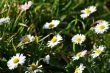 spontaneous flowers