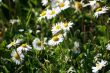 spontaneous flowers