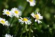 spontaneous flowers