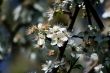 cherry tree flowers