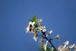 cherry tree flowers with bee