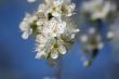 cherry tree flowers