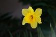 narcissus flower