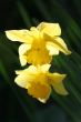 narcissus flowers