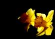 narcissus flowers
