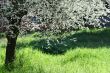 cherry tree flowers