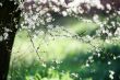 cherry tree flowers