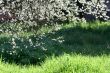 cherry tree flowers