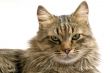 Portrait of a cat on a white background. isolated