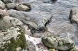 Coast