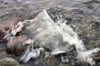 Ice floe