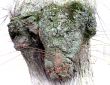 Head of the bull
