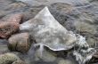 Ice floe