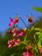 pink blossom